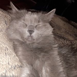 Meet your Posher, Kara